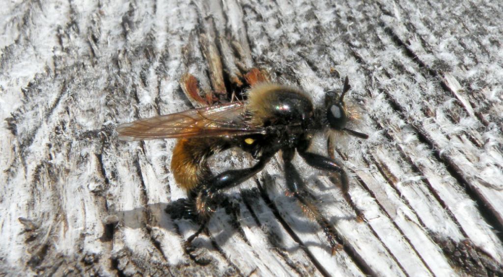 Asilidae: Laphria flava in deposizione